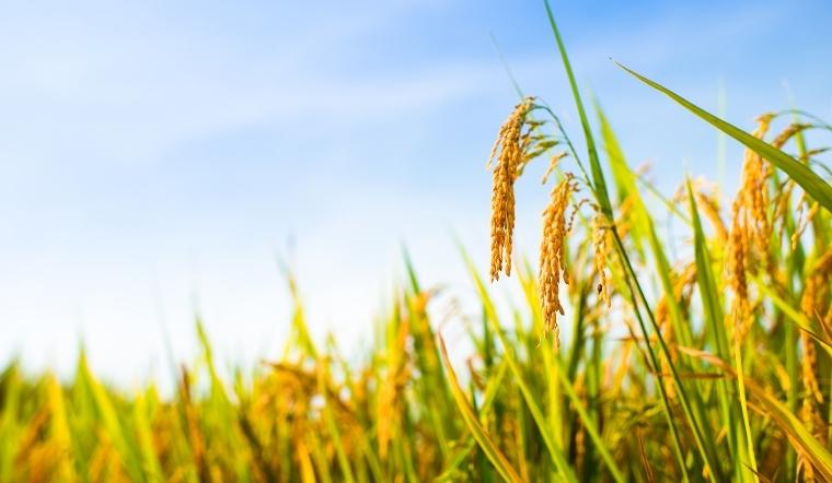 Giá lúa gạo hôm nay 10/9/2022: Ổn định giá trong ngày cuối tuần