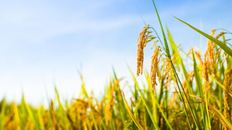 Giá lúa hôm nay 10/9 Giá lúa hôm nay 10/9