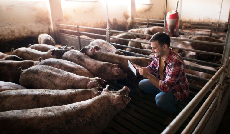 Giá heo hơi hôm nay 10/9/2022: Không có điều chỉnh mới  trên cả nước