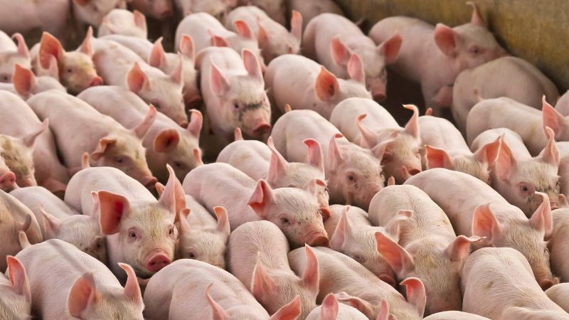 Giá heo hơi hôm nay 10/9 tại miền Bắc