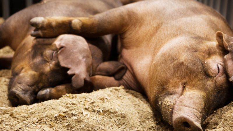 Giá heo hơi hôm nay 10/9 tại miền Trung, Tây Nguyên