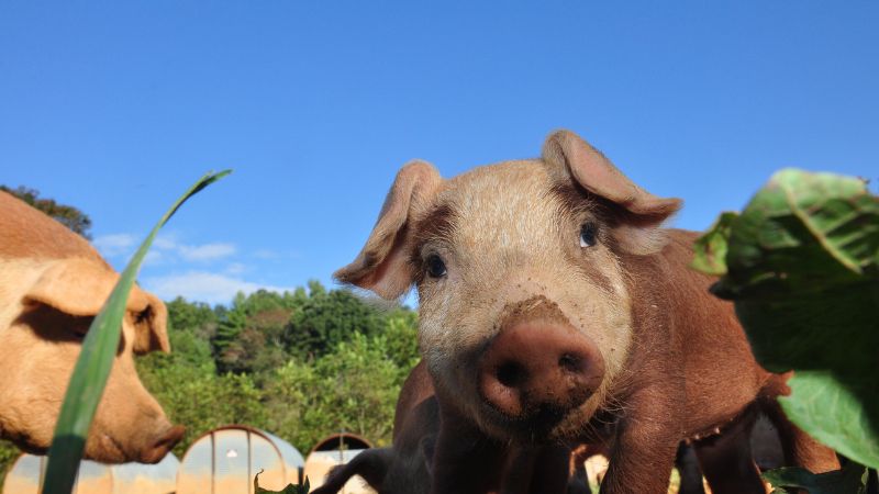 Giá heo hơi hôm nay 10/9 tại miền Nam