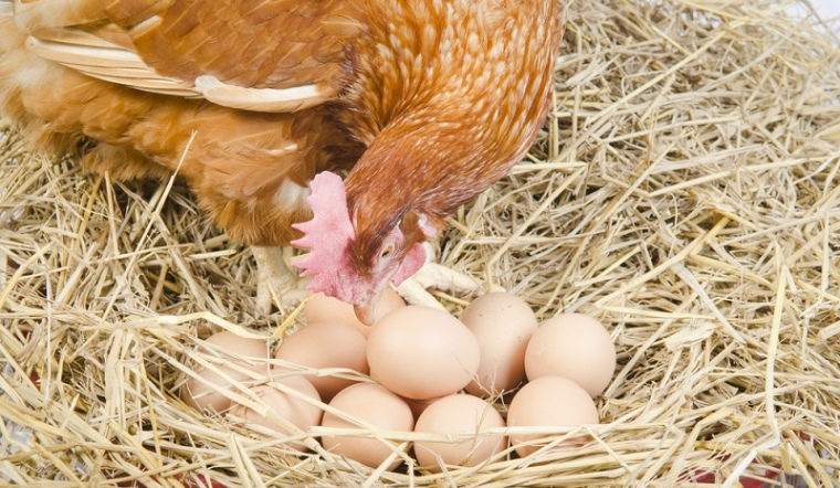 Giá gia cầm hôm nay 12/09/2022: Giá bán ổn định ngày đầu tuần