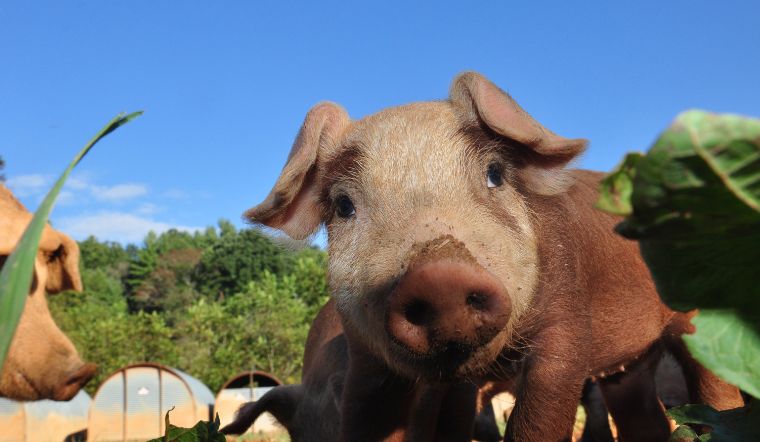 Giá heo hơi hôm nay 12/9/2022: Giảm 1.000 đồng/kg tại một số địa phương