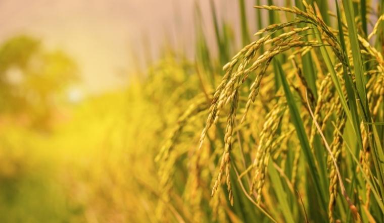 Giá lúa gạo hôm nay 12/9/2022: Đi ngang trong ngày đầu tuần