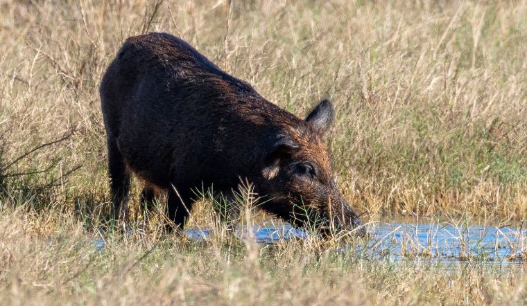 Giá heo hơi hôm nay 13/9/2022: Giảm 1.000 - 2.000 đồng/kg