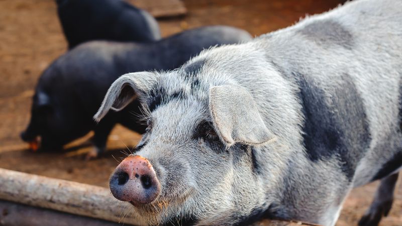 Giá heo hơi hôm nay 13/9 tại miền Bắc