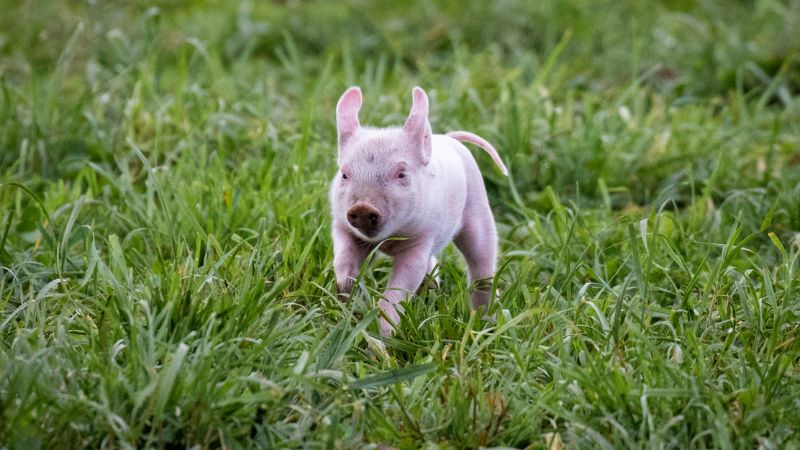 Giá heo hơi hôm nay 13/9 tại miền Trung, Tây Nguyên