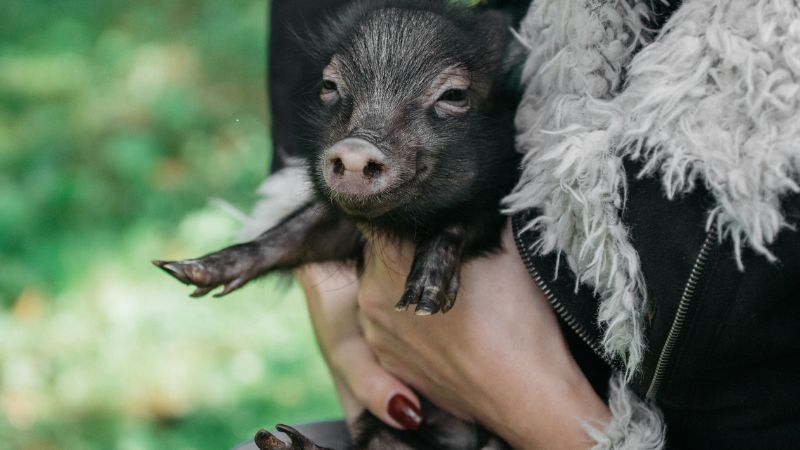 Giá heo hơi hôm nay 13/9 tại miền Nam