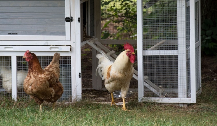 Giá gia cầm hôm nay 13/09/2022: Giá vịt tại Đồng Nai và Hồ Chí Minh giảm