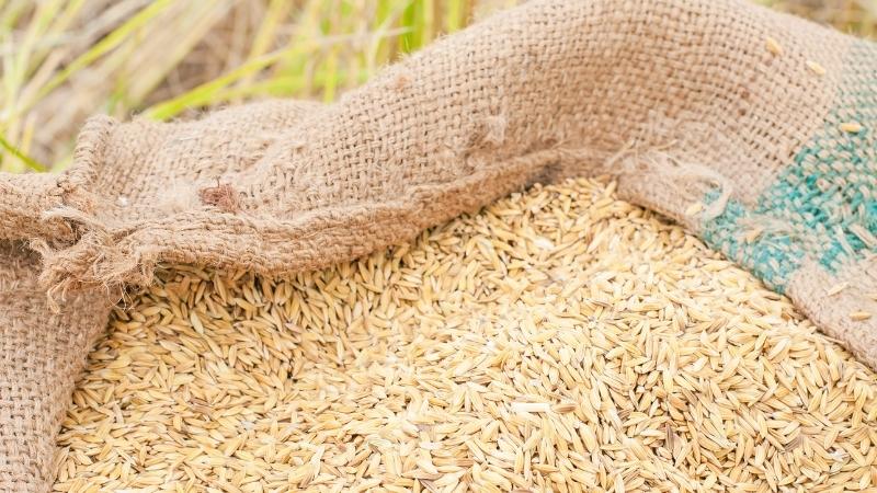 Giá lúa hôm nay 13/9 Giá lúa hôm nay 13/9