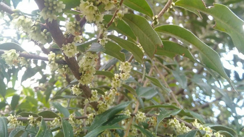 White blong song flowers