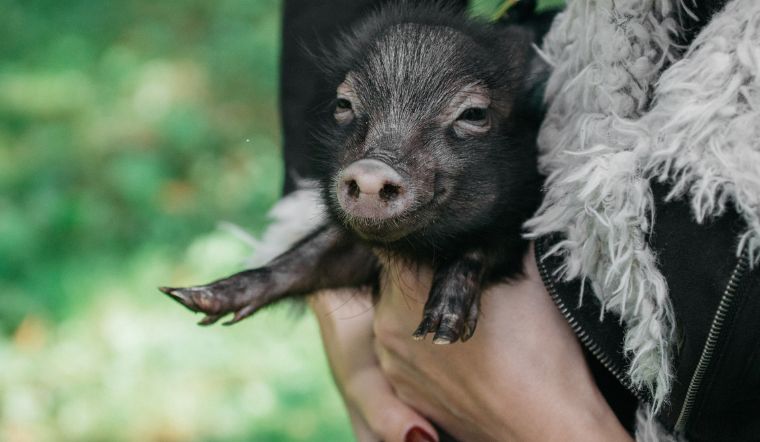 Giá heo hơi hôm nay 14/9/2022: Giảm từ 1.000 đến 4.000 đồng/kg