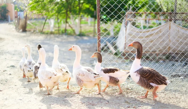 Giá gia cầm hôm nay 14/09/2022: Biểu đồ giá đi ngang