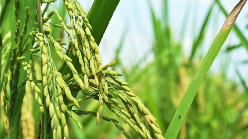 Giá lúa hôm nay 14/9 Giá lúa hôm nay 14/9