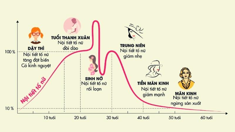 Nồng độ estrogen ở phụ nữ qua từng độ tuổi