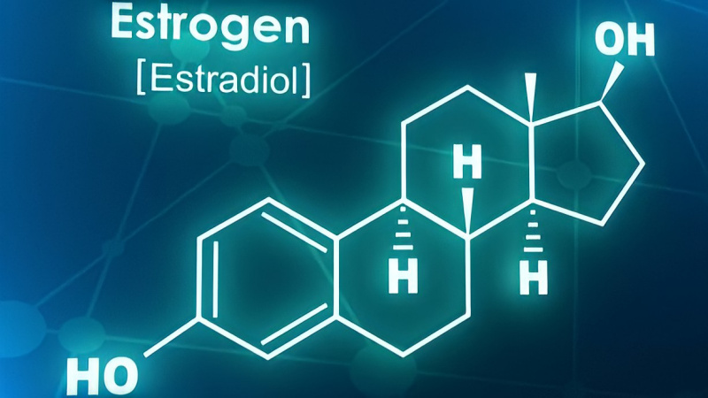 Estrogen giúp duy trì cảm giác ham muốn và giảm thiểu nguy cơ béo phì cho nam giới