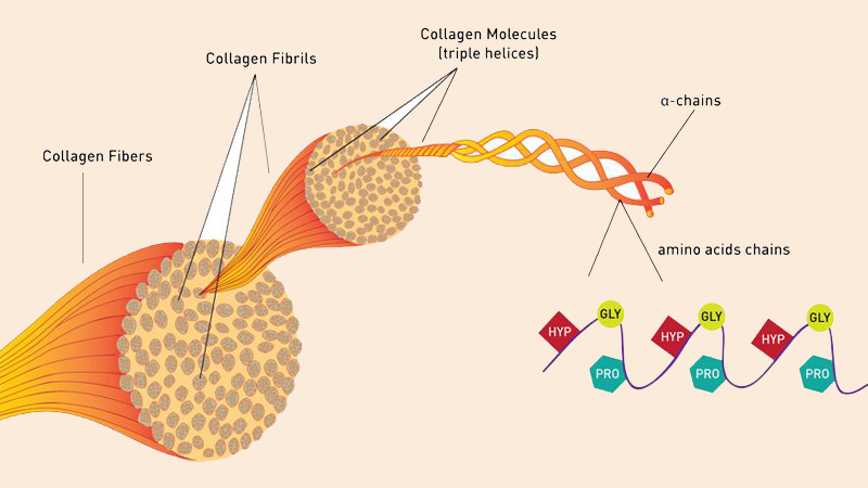 Sự hình thành của các collagen bất thường trong mạch máu sẽ khiến thành mạch yếu đi