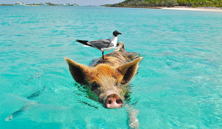 Giá heo hơi hôm nay 15/9/2022: Điều chỉnh trái chiều 2.000 đồng/kg