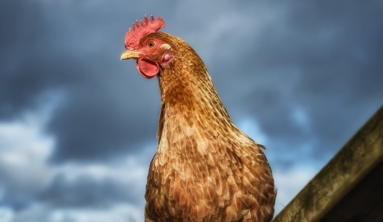 Giá gia cầm hôm nay 15/09/2022: Giá vịt TP Hồ Chí Minh tăng nhẹ