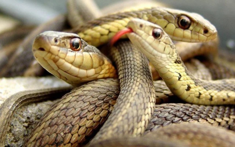 Mơ thấy nhiều rắn: Bà bầu có thể sinh đôi hoặc sinh nhiều con