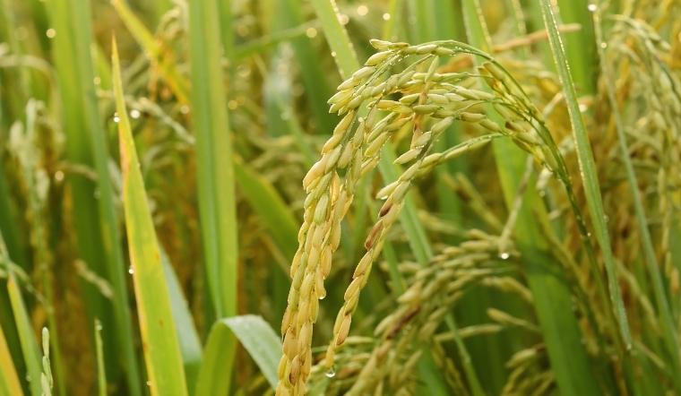 Giá lúa gạo hôm nay 15/9/2022: Tăng giảm trái chiều ở vài giống lúa