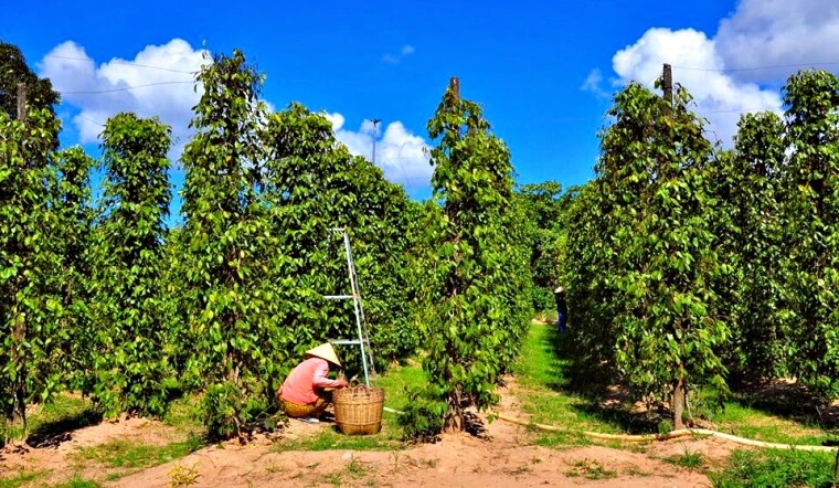 Giá tiêu hôm nay 16/9/2022: Giảm 500 đồng/kg, dao động 65.000-68.000 đồng/kg