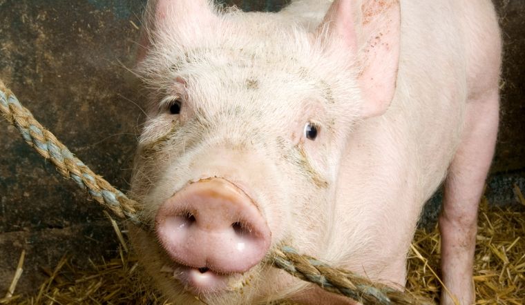 Giá heo hơi hôm nay 16/9/2022: Đồng loạt giảm rải rác ở cả nước