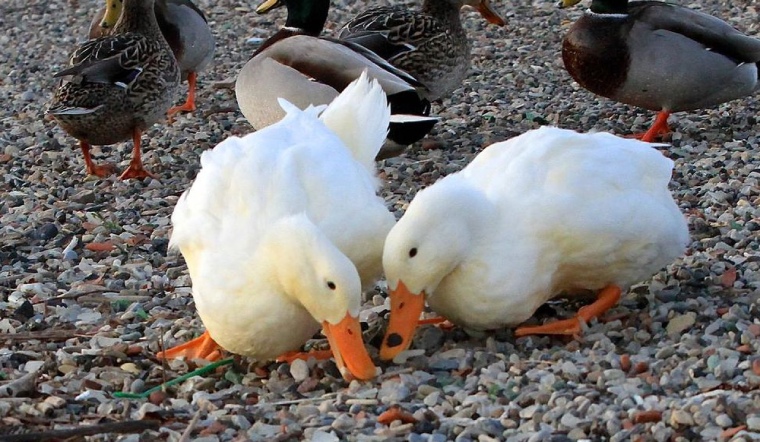 Giá gia cầm hôm nay 16/09/2022: Giá bán không đổi