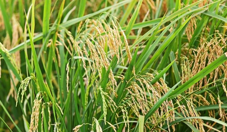 Giá lúa gạo hôm nay 16/9/2022: Lúa OM 18 giảm 100 đồng/kg