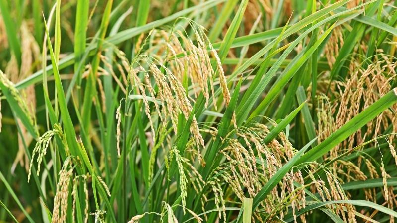 Giá lúa hôm nay 16/9