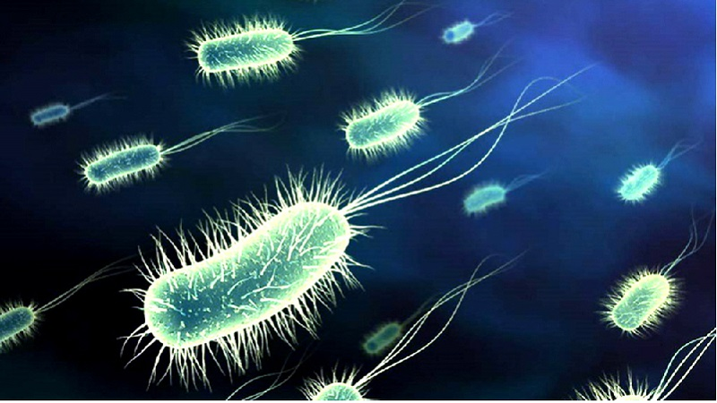 Vi khuẩn Salmonella là tác nhân chính của bệnh sốt thương hàn