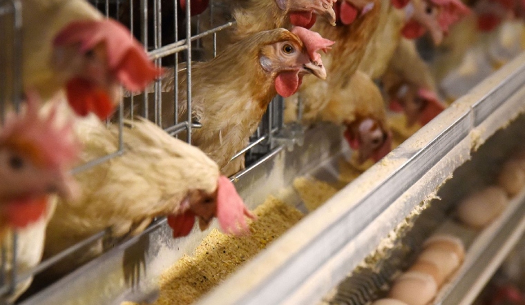 Giá gia cầm hôm nay 17/09/2022: Cuối tuần giá bán bình ổn