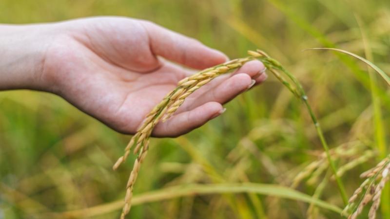 Giá lúa hôm nay 17/9