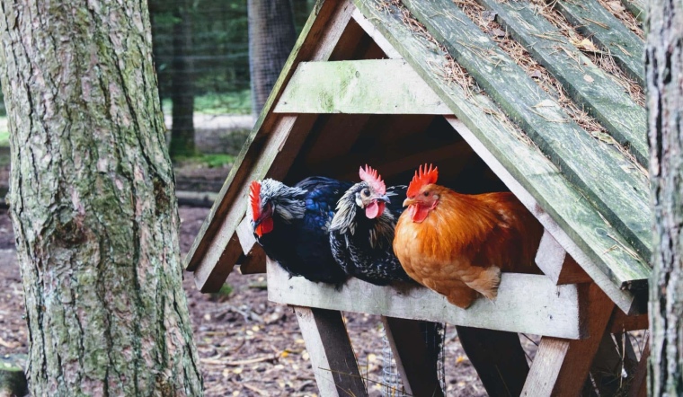 Giá gia cầm hôm nay 19/09/2022: Ổn định ngày đầu tuần