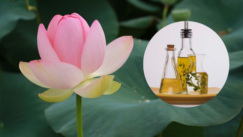 What is lotus essential oil? The wonderful uses of lotus essential oil