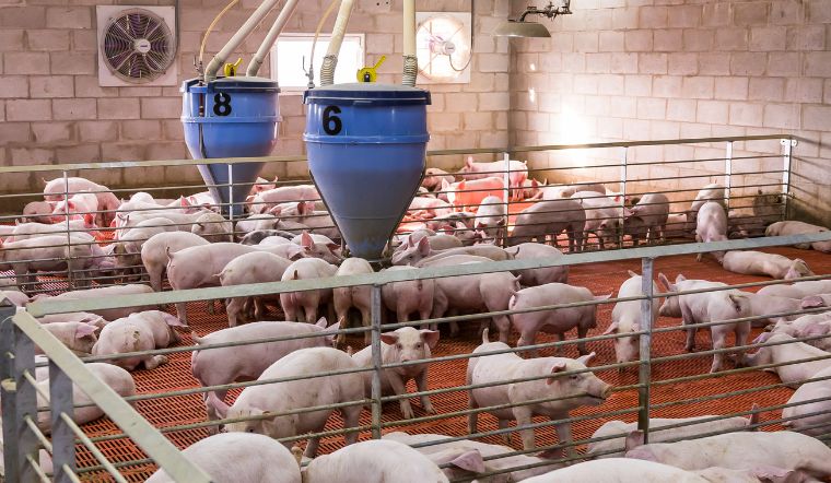 Giá heo hơi hôm nay 20/9/2022: Đi ngang tại tất cả tỉnh thành trên toàn quốc 