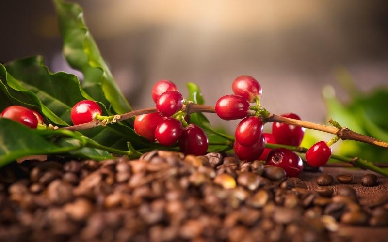 Giá cà phê Robusta giao dịch tại London