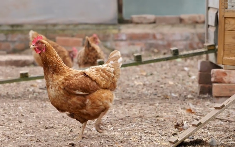 Giá gà hôm nay 20/09