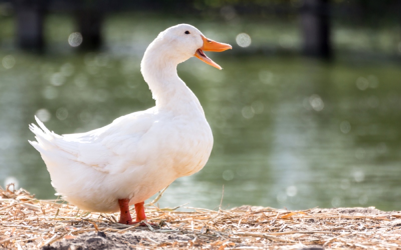 Giá vịt hôm nay 20/09