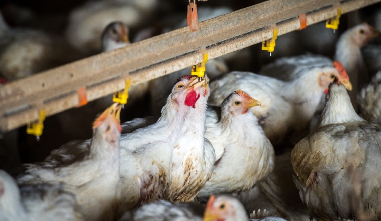 Giá gia cầm hôm nay 20/09/2022: Giá bán tiếp tục giữ nguyên