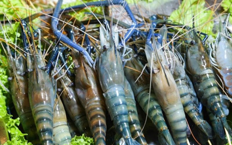 How much does a green lobster cost?