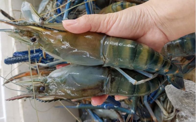 Observe the joints on the lobster's body
