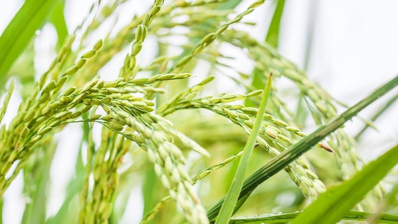 Giá lúa hôm nay 20/9 Giá lúa hôm nay 20/9