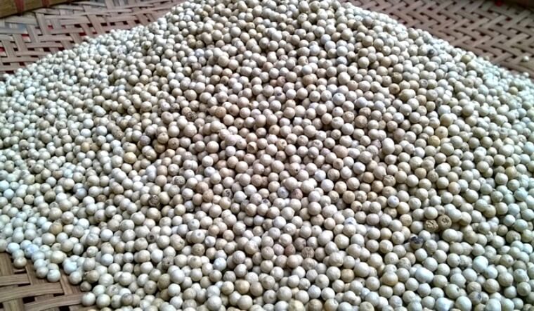 Giá tiêu hôm nay 21/9/2022: Giảm 500 đồng/kg, dao động 64.000-67.000 đồng/kg