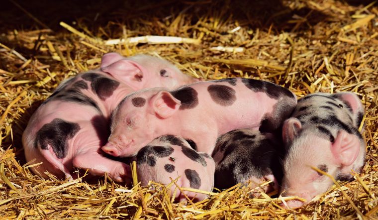 Giá heo hơi hôm nay 21/9/2022: Giảm 1.000 - 6.000 đồng/kg tại nhiều tỉnh thành 