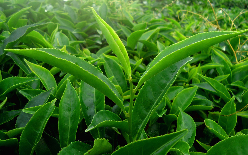 Thành phần trong trà ô long