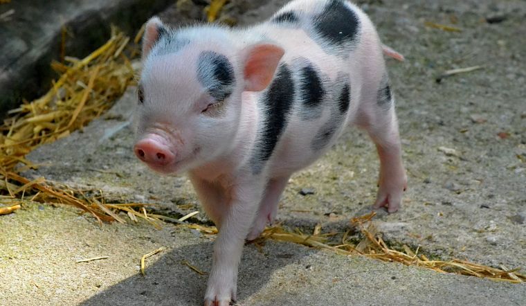 Giá heo hơi hôm nay 22/9/2022: Đồng loạt giảm rải rác tại nhiều nơi