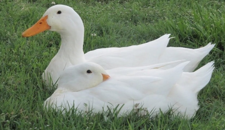 Giá gia cầm hôm nay 22/09/2022: Một số giống gà và vịt giảm nhẹ ở một số nơi