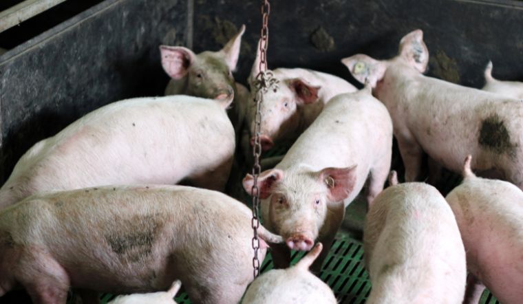 Giá heo hơi hôm nay 23/9/2022: Giảm cao nhất 2.000 đồng/kg